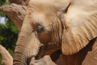 Close-up of african elephant