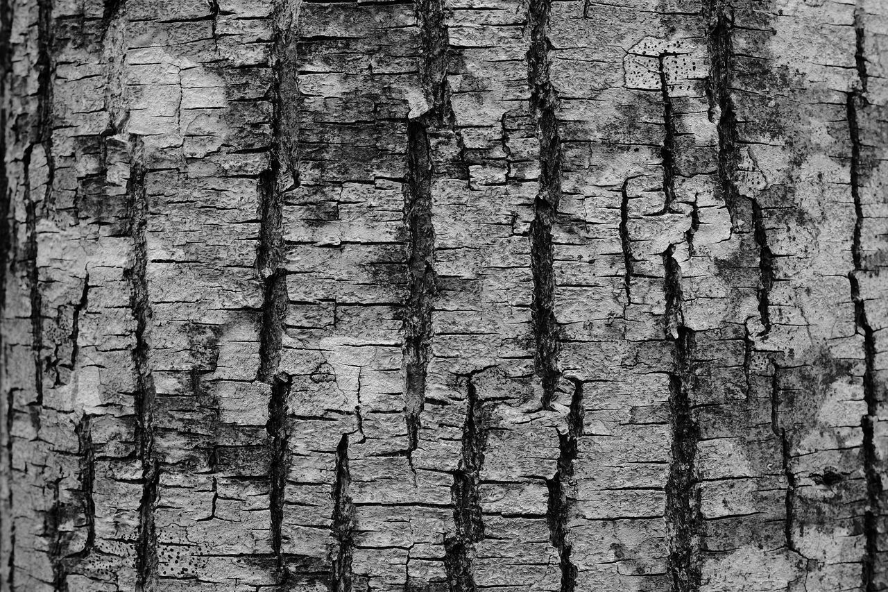 FULL FRAME SHOT OF BARE TREES