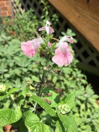 Close-up of pink flowers