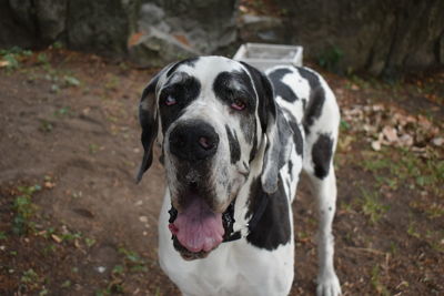 Close-up portrait of a dog on field