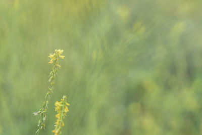 Close-up of plant growing outdoors