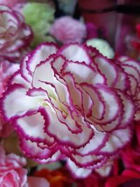 Close-up of pink rose