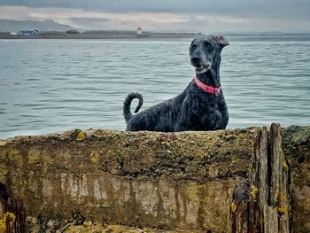 Black dog sitting on a lake