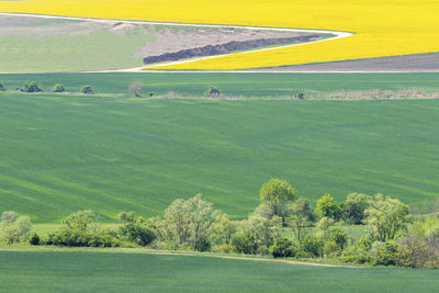 Scenic view of agricultural field