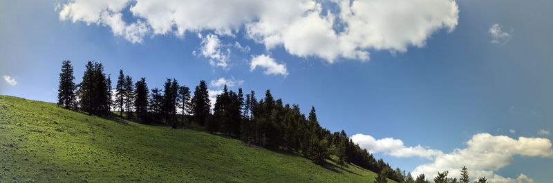 Low angle view of trees on hill against sky