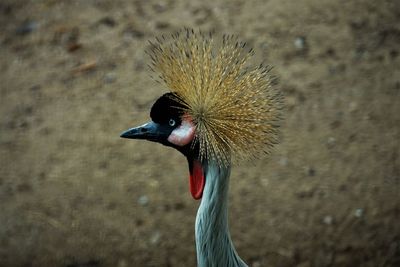 Headshot of a grey crowned crane 