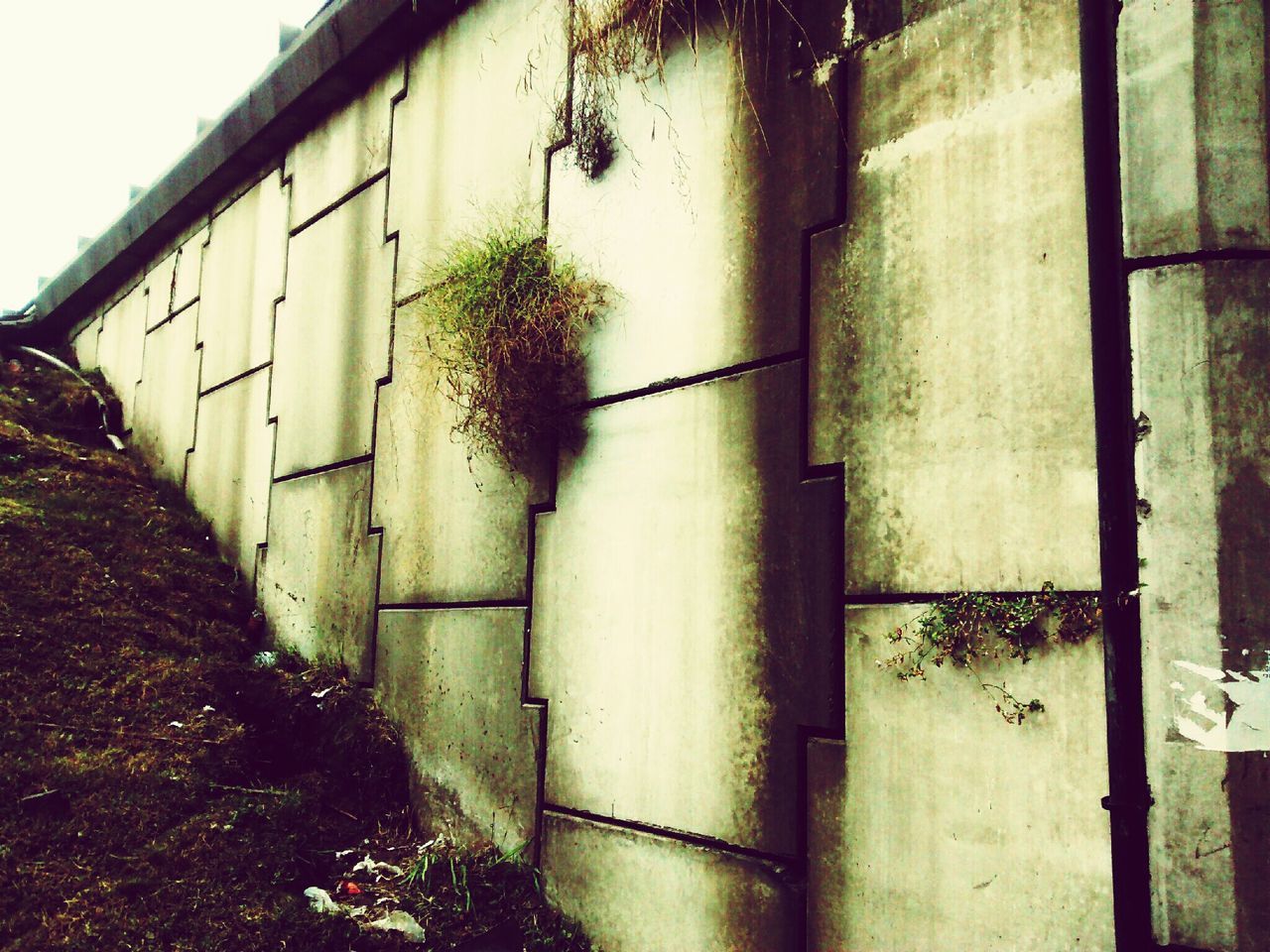 architecture, built structure, building exterior, plant, wall - building feature, house, abandoned, door, old, growth, wall, day, outdoors, closed, window, safety, no people, building, weathered, potted plant