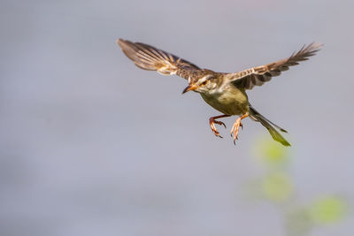 Low angle view of eagle flying