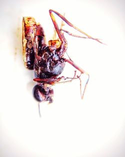 Close-up of insect over white background