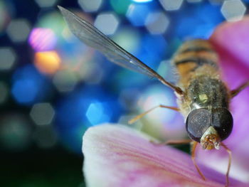 Close-up of insect on flower