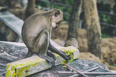 Monkey sitting on wood