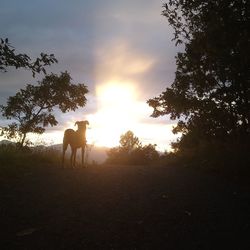 Silhouette dog on field against sky during sunset