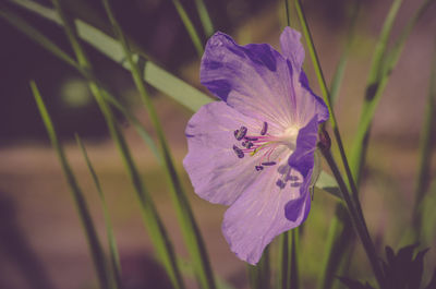 Close-up of purple iris flower