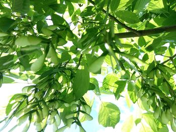 Low angle view of trees