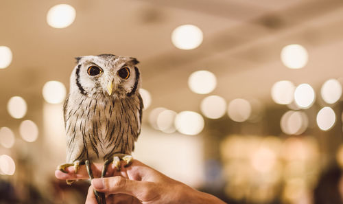 Close-up of hand holding owl at night