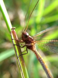 Close-up of dragonfly on plant