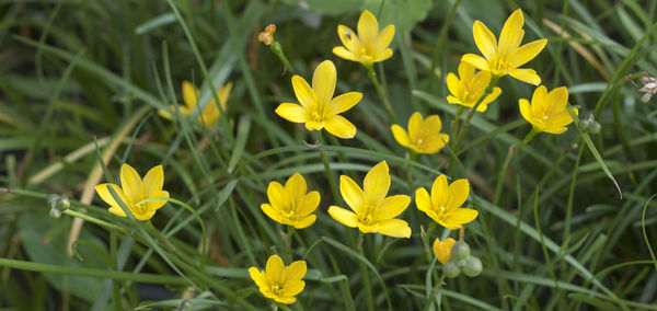 Close-up of yellow flowering plants on field