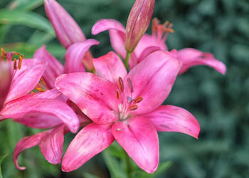 Close-up of pink day lily blooming outdoors