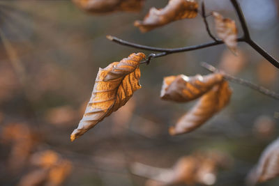 Close-up of dried autumn leaves