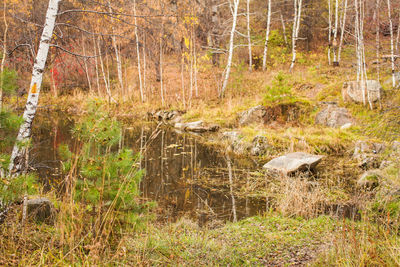 View of a lake in a forest