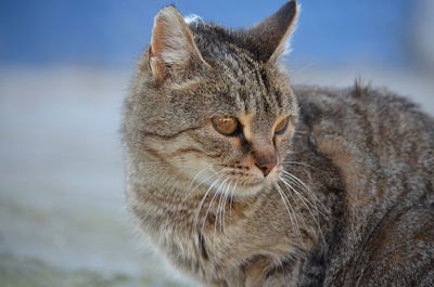 Close-up of a cat looking away