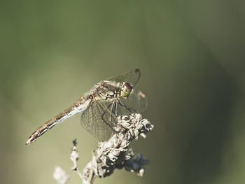 Close-up of insect on plant