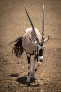 Gemsbok walks across stony ground lifting leg