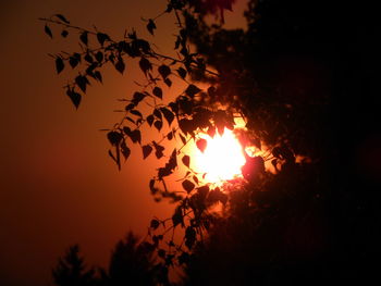 Silhouette trees against sky during sunset