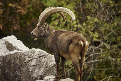 Close-up of an animal on field