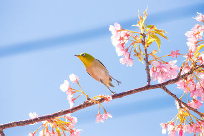 Low angle view of bird perching on tree