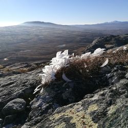 Frosted grass on rocks