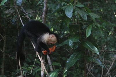 Monkey in a tree