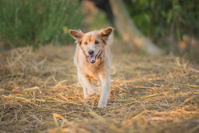 Portrait of dog on grassy field