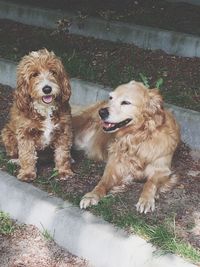 Portrait of dogs on riverbank