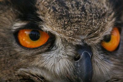 Full frame shot of eurasian eagle owl