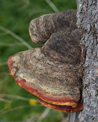 Close-up of rusty tree trunk