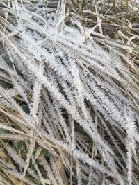 Full frame shot of pine tree during winter