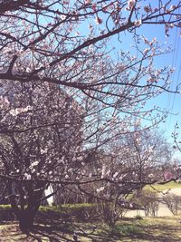 Trees growing against sky