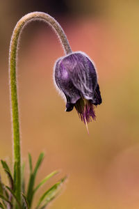 Close-up of wilted plant