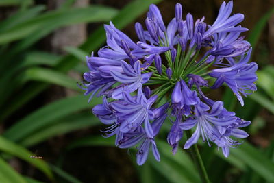 Close-up of purple flowering plant