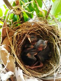 Close-up of young birds in nest