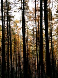 Full frame shot of trees in forest