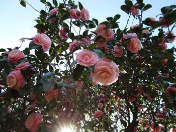 Low angle view of pink flowers blooming on tree