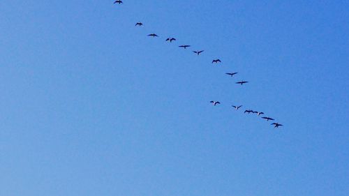 Low angle view of bird flying against blue sky