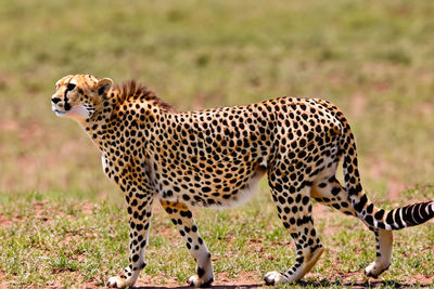 cheetah