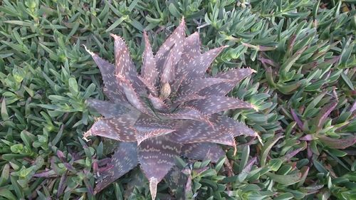 High angle view of wet leaves on field