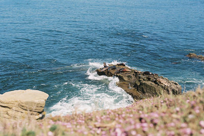 High angle view of seals relaxing on rocks at sea