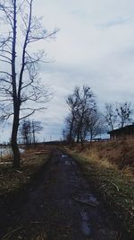 Bare trees on field against sky