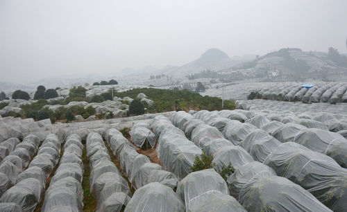 Kumquat trees covered by plastic on the fields of yangshuo, guilin, china