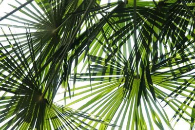 Low angle view of palm tree